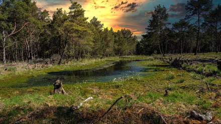 thicket forest nature swamp HD Desktop Wallpaper | Background Image