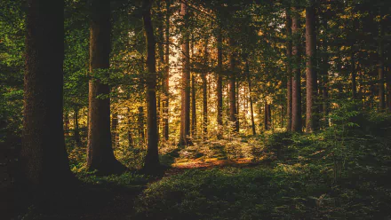 pine tree nature forest HD Desktop Wallpaper | Background Image