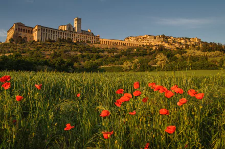 Assisi hill poppy Umbria Italy man made town HD Desktop Wallpaper | Background Image