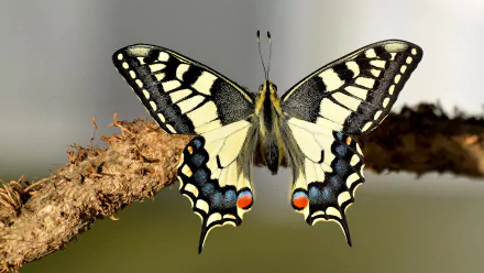 Macro close-up of a swallowtail butterfly (insect, Animal) with yellow, black and blue wing patterns perched on a rough branch — vivid 4K Ultra HD PC desktop wallpaper.