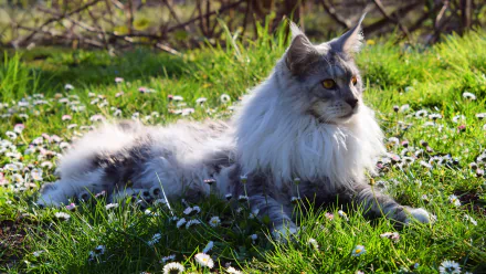 4K Ultra HD PC desktop wallpaper: majestic Maine Coon cat (animal) lying in a grassy field of daisies, fluffy silver-and-white coat and alert amber eyes.
