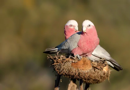 Two galah birds perched on a dried sunflower head against a blurred natural background. HD desktop wallpaper showcasing vibrant animal and nature beauty.