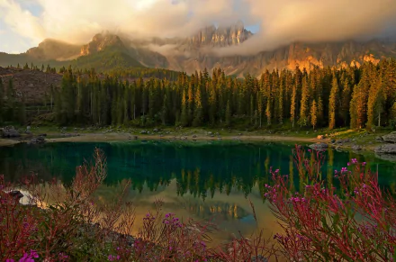cloud fireweed alps lake mountain flower forest nature reflection HD Desktop Wallpaper | Background Image