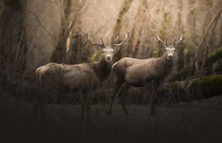 Animal deer HD Desktop Wallpaper | Background Image
