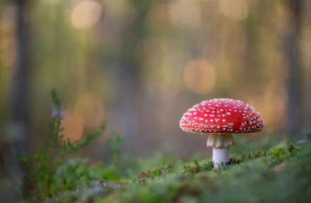 fly agaric nature mushroom HD Desktop Wallpaper | Background Image