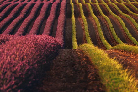 field plantation flower nature lavender HD Desktop Wallpaper | Background Image