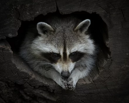 HD PC desktop wallpaper/background of a raccoon (animal) peering from a hollow tree, its face framed against a dark, textured backdrop.