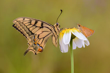 insect butterfly macro flower Animal swallowtail butterfly HD Desktop Wallpaper | Background Image