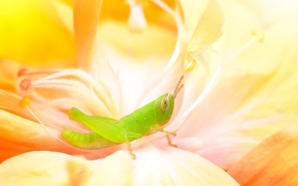 Animal Grasshopper Insect Macro Flower HD Wallpaper | Background Image