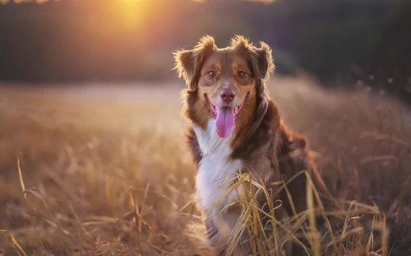 HD PC desktop wallpaper showing an Australian shepherd dog in a sunlit field at golden hour, tongue out and alert