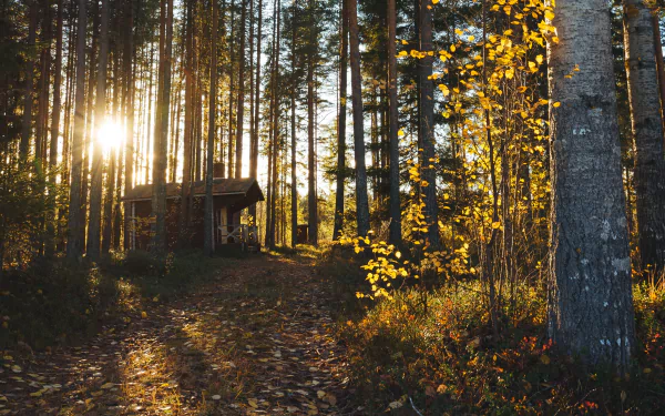 sunbeam forest fall man made cabin fall cabin HD Desktop Wallpaper | Background Image