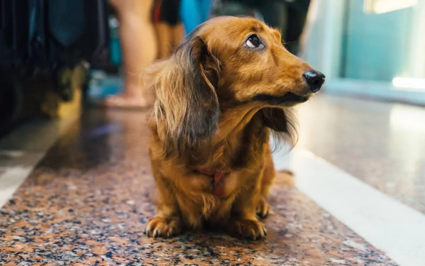 Animal dachshund HD Desktop Wallpaper | Background Image