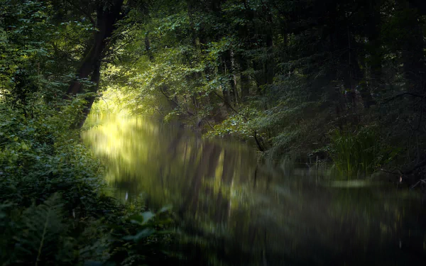 HD desktop wallpaper showcasing a serene river flowing through lush greenery in a dense forest, capturing the tranquility of nature.