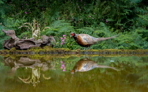pond bird reflection Animal pheasant HD Desktop Wallpaper | Background Image