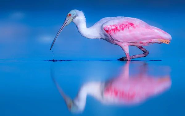 bird reflection Animal roseate spoonbill HD Desktop Wallpaper | Background Image