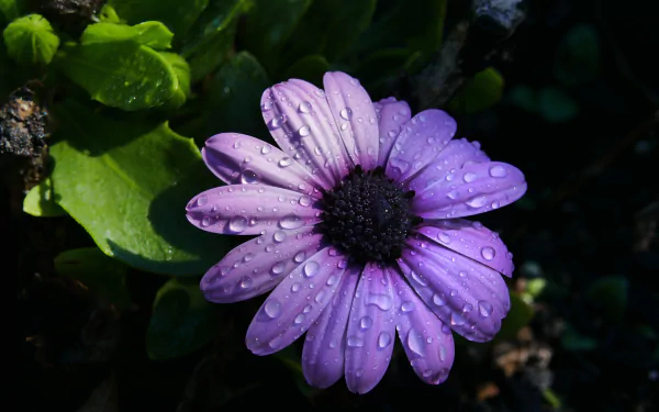 purple flower daisy water drop flower osteospermum nature HD Desktop Wallpaper | Background Image