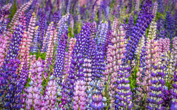 flower nature lupine HD Desktop Wallpaper | Background Image