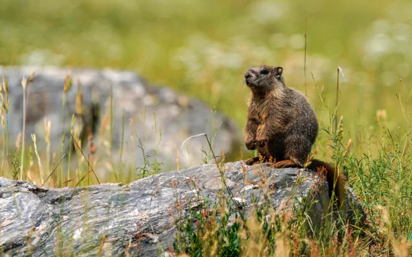 HD PC desktop wallpaper: marmot rodent perched on a rock in a grassy meadow, sunlight highlighting its fur.