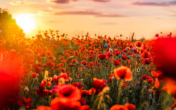 4K Ultra HD PC desktop wallpaper: summer field of red poppy flowers in nature at sunset, glowing warm sky.