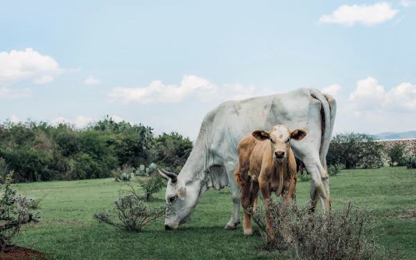 4K Ultra HD PC desktop wallpaper showing a white cow grazing in a green field with a brown calf beside her — baby animal, cow, animal