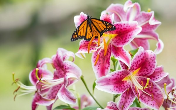 Animal Butterfly Macro Insect Flower Lily HD Wallpaper | Background Image