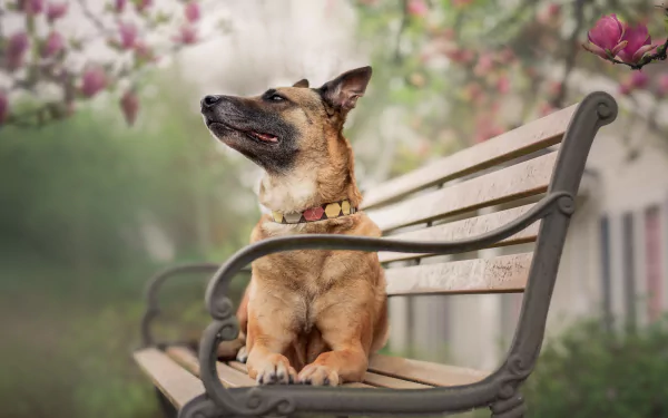bench depth of field dog Animal Belgian Malinois HD Desktop Wallpaper | Background Image