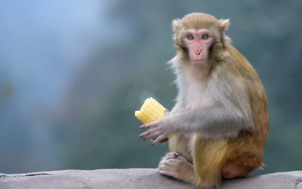 rhesus macaque primate monkey Animal macaque HD Desktop Wallpaper | Background Image