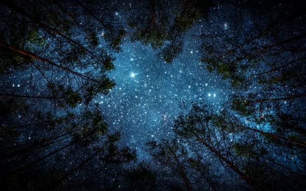 HD PC desktop wallpaper and background: starlit night sky seen through towering forest trees, nature's starlight shimmering.