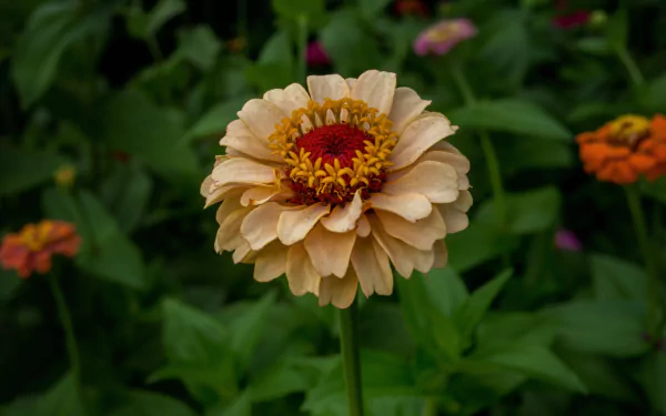 zinnia nature flower HD Desktop Wallpaper | Background Image