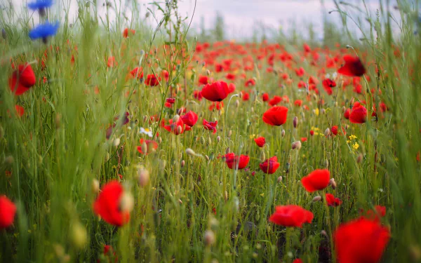 nature poppy HD Desktop Wallpaper | Background Image