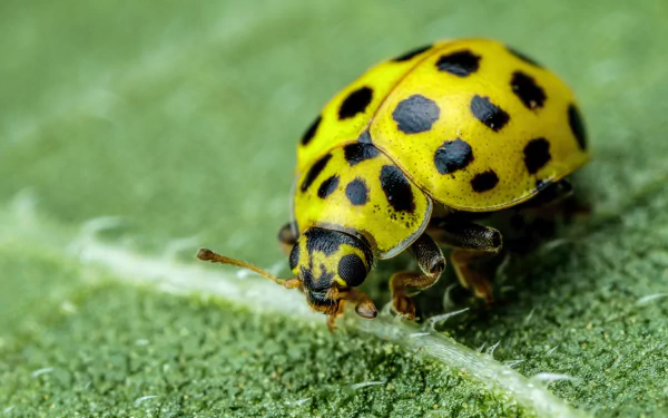 Animal ladybug HD Desktop Wallpaper | Background Image