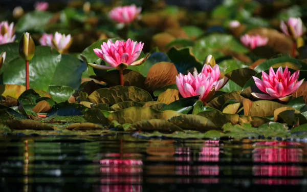 nature water lily HD Desktop Wallpaper | Background Image