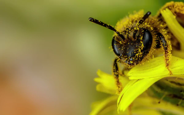 Close-up of a bee covered in pollen on a yellow flower, captured in vibrant detail for a 4K Ultra HD PC desktop wallpaper and background.