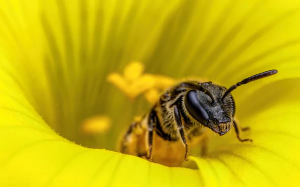 Macro close-up of a bee (animal) nestled in a bright yellow flower, vibrant detail — 4K Ultra HD PC desktop wallpaper/background.