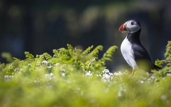 Animal puffin HD Desktop Wallpaper | Background Image