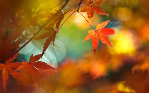 Vibrant maple leaves in fall colors against soft bokeh — a 2K Quad HD PC desktop wallpaper capturing nature's autumn leaf detail.