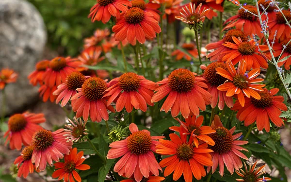 flower nature echinacea HD Desktop Wallpaper | Background Image