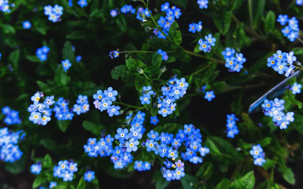 Close-up of blue forget-me-not flowers amid green foliage — a nature scene in 4K Ultra HD PC desktop wallpaper and background.
