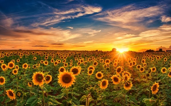 Sunflower Field at Sunset HD Wallpaper | Background Image | 1920x1200