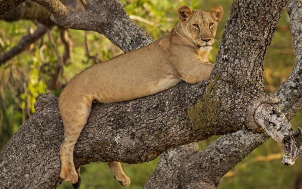 lioness Animal lion HD Desktop Wallpaper | Background Image