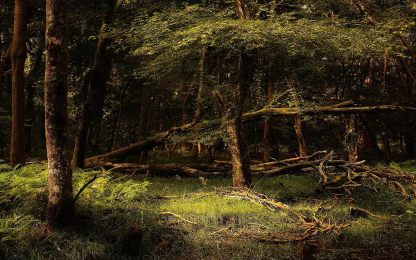 fern thicket tree branch log nature forest HD Desktop Wallpaper | Background Image