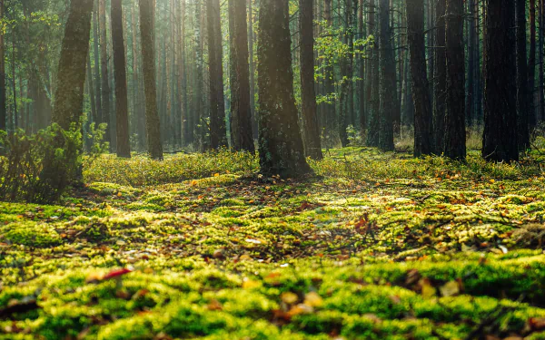 forest nature moss HD Desktop Wallpaper | Background Image