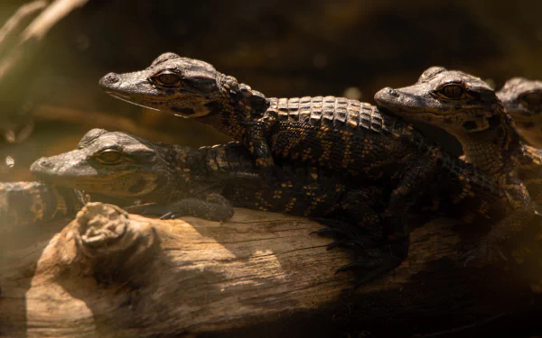 Animal caiman HD Desktop Wallpaper | Background Image