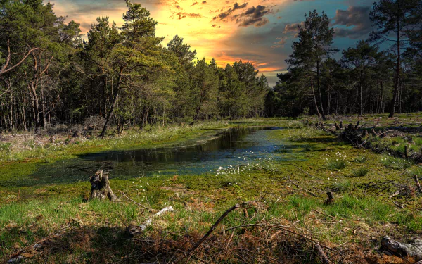 thicket forest nature swamp HD Desktop Wallpaper | Background Image