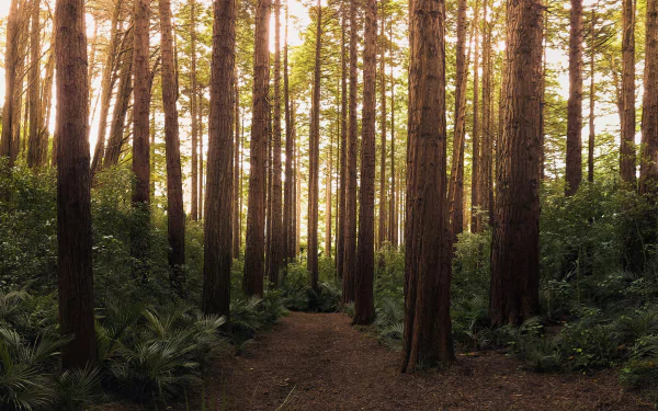 bush redwood thicket forest nature path HD Desktop Wallpaper | Background Image
