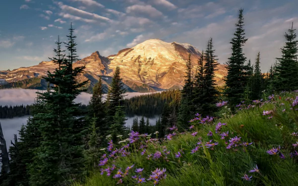fir tree flower sky forest nature mountain HD Desktop Wallpaper | Background Image