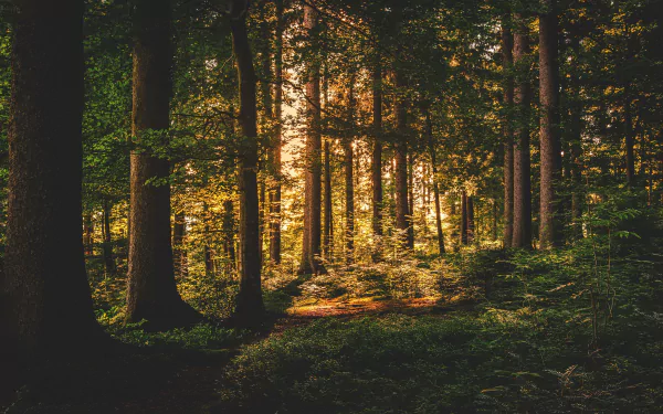 pine tree nature forest HD Desktop Wallpaper | Background Image