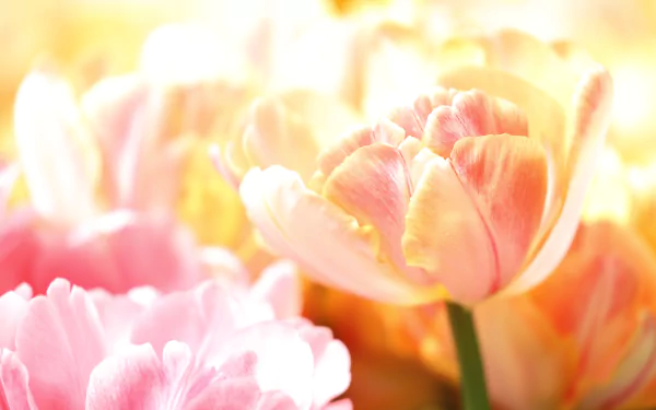 nature tulip HD Desktop Wallpaper | Background Image