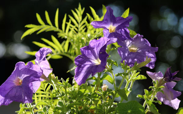 flower macro nature petunia HD Desktop Wallpaper | Background Image