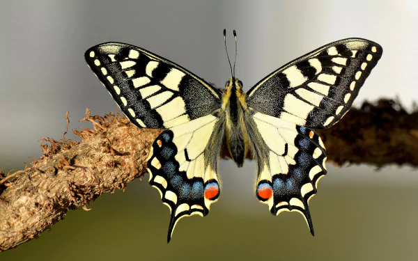 Macro close-up of a swallowtail butterfly (insect, Animal) with yellow, black and blue wing patterns perched on a rough branch — vivid 4K Ultra HD PC desktop wallpaper.